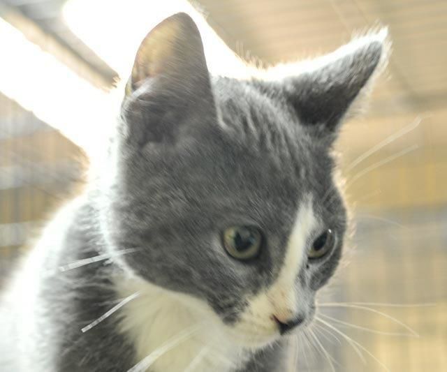 Oliver